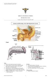 Male Reproductive System Reproductive System Human Anatomy And Physiology Female Reproductive System