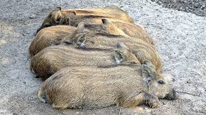 Karina veiga fotos nua i texted her twice more, but at this