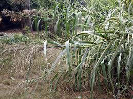 Image result for Phragmites karka