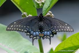 Locate black swallowtail eggs on the leaves of host plants. The Eastern Black Swallowtail David At The Hall Of Einar