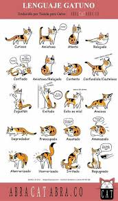Pin By Laura Sexton Pbl In The Tl On Fun Spanish Cat Language Cat Body Cats
