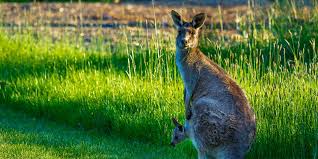 Whittlesea is a township in the north of the city of whittlesea. City Of Whittlesea Melbourne Discover Your Own Backyard