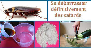 We did not find results for: Voici Comment Se Debarrasser Des Cafards Naturellement