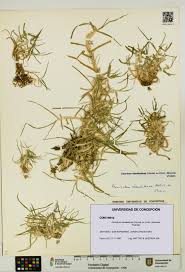 Image result for Cenchrus clandestinus