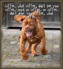 Get The Coffee Away From This Guy Can You Say Hyper Funny Dog Photos Funny Animal Quotes Funny Dog Pictures