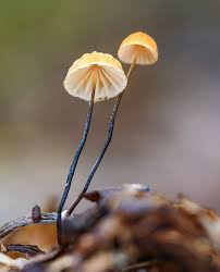 Image result for Marasmius siccus