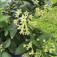 Image result for Cestrum nocturnum