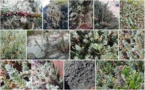 Image result for Chenolea