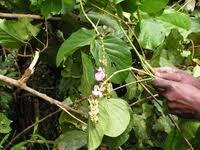 Image result for Canavalia africana