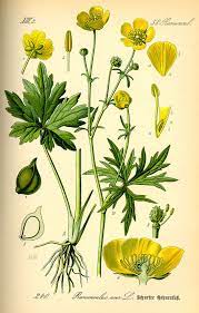 Ranunculus Acris Wikipedia Buttercup Flower Historical Drawings Ranunculus