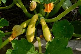 Meet Bettylou Sandy, Owner of Bettylou's Gardening