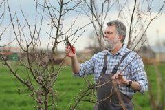 Obstbäume beschneiden richtig gemacht neben dem richtigen standort ist das regelmäßige und richtige beschneiden der obstbäume der garant für eine reiche ernte. Einen Alten Apfelbaum Schneiden So Machen Sie S Richtig