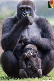 Gorillas Use Tools For Everything From Getting Food To Testing Water Depth In Deep Pools Before Crossing Animals Wild Baby Animals Funny Gorilla
