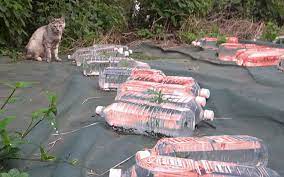 Selain itu, dalam pos ini juga, penulis akan berkongsi cara untuk menyediakan. Asal Usul Petua Halau Kucing Dengan Botol Air Merah Iluminasi