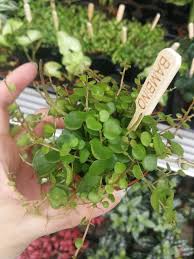 Image result for Peperomia bangroana