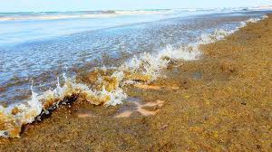 09 августа 2021 семейная авиационная династия карасевых Anapa 2021 More Stalo Zelenym Novosti Anapy Otdyh V Anape Obzor Retro Igry Yandeks Dzen