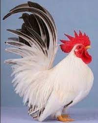Untuk budidaya ayam kate, kandang ternak dapat anda buat sendiri menggunakan kayu. Mengenal Ayam Kate Si Ayam Mungil Dan Lucu Hobi Ternak