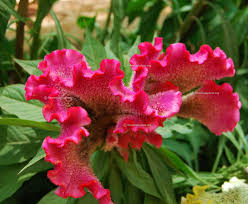 Celosia Cristata Pink Flowers Perennials Flowers Gardening Blog