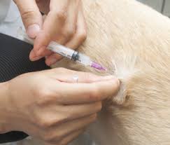 Any vaccine can cause body aches because of the way in which they activate the immune system, says. Learn More About The Leptospirosis Vaccine For Dogs