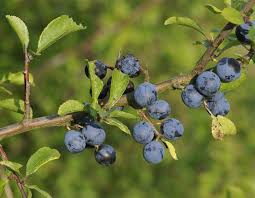 Die Schlehe Liefert Susse Und Heilende Beeren Nach Dem Ersten Frost In 2020 Schlehen Schlehensaft Beeren