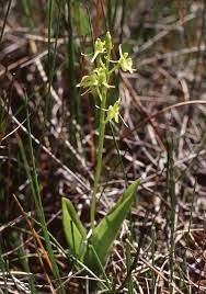 Image result for Liparis mulindana