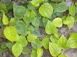 Easily translate any text to english for free. Betel Wikipedia