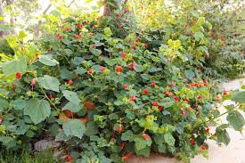 This is a great native shubby plant to attract butterflies, bees, and hummingbirds. Turk S Cap My Favorite Native Shade Plant Native Backyards