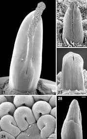 Image result for Basananthe longifolia