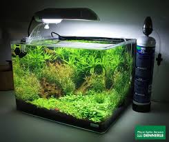 A Little Green Oasis 35 He Scaper S Tank With 24 Watt Scaper S Light Co2 Fertilisation And Scaper S Soil Lands Fish Tank Plants Aquarium Fish Tank Aquascape