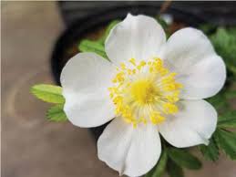 Image result for Rytigynia lewisii