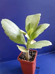 Image result for Cyphostemma quinatum