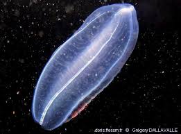 Image result for Ctenium newtonii