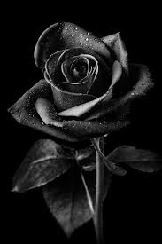 Pin On Colors Shades Of Black White