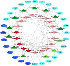 One of the most common cancers that plague men and women globally is colon cancer and rectal cancer. Identification Of The Circrna Mirna Mrna Regulatory Network And Its Prognostic Effect In Colorectal Cancer