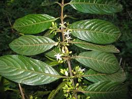 Image result for Canthium glaucum