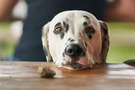 Be patient, this can take a few weeks. Why Is My Dog Vomiting Blood Canna Pet