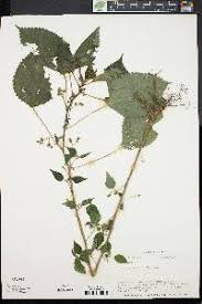 Image result for Laportea aestuans