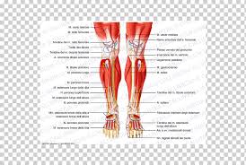 Check out the diagram of leg muscle anatomy in the first diagram below. Crus Human Anatomy Muscular System Human Leg Muscle Rectus Femoris Function Foot Anatomy Shoe Png Klipartz