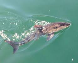 Baby Shark In Real Life Animales Bebes Animales Bebe Bonitos Animales