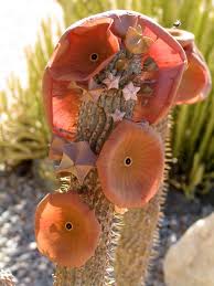 Image result for Hoodia currorii