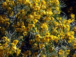 Florida hopbush (dodonaea viscosa) native to florida, arizona, mexico and other warm regions of unlike many other shrubs, florida hopbush is prized for its attractive foliage rather than its flowers. Cassias Plant Of The Month Water Use It Wisely