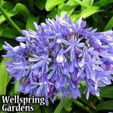 Agapanthus Lily Of The Nile Agapanthus Africanus Live Plant Purple Plants Agapanthus Agapanthus Blue