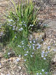 Image result for Wahlenbergia pulchella