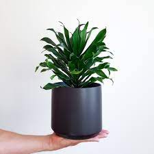 Dracaena Janet Craig Compacta Plants Indoor Plants Indoor Plant Pots
