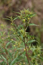 Image result for Ludwigia erecta