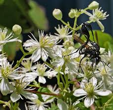 Image result for Clematis commutata