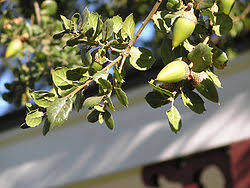 We did not find results for: Quercus Agrifolia Wikipedia