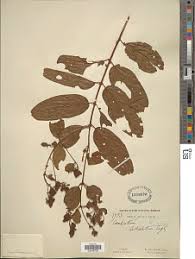 Image result for Combretum cinereopetalum