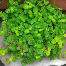 Image result for Pilea rivularis