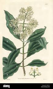 Image result for Olea capensis